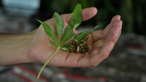 Legalização da canábis para uso pessoal discutida hoje no parlamento