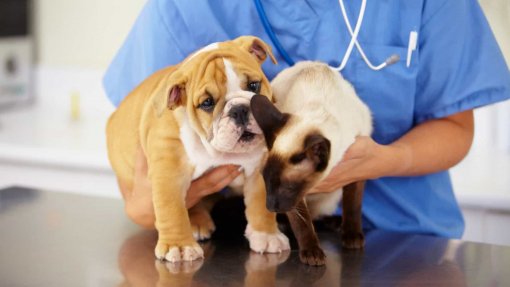 Cheque Veterinário conta com 24 municípios após quatro novas adesões