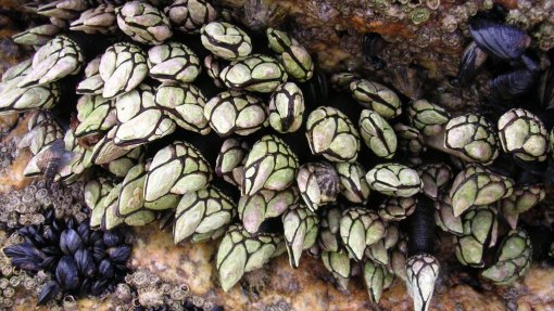 Cientistas inspiram-se em percebes para criar pasta que pode estancar hemorragias