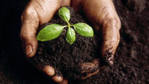 Covid-19: Confinamento faz germinar negócio familiar que semeia plantas em Viana do Castelo