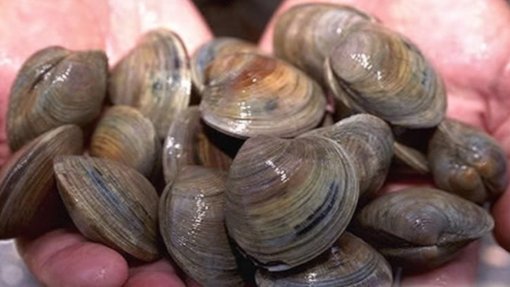 Apreendidos 1.600 Kg de bivalves em Alcochete e 106 pessoas identificadas