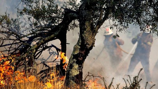 Incêndio: Fogo em Castro Marim teve reativação forte e mobiliza mais de 270 operacionais