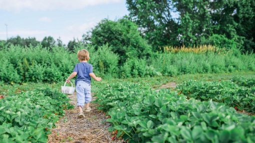 Crianças que vivem em zonas com mais vegetação têm menos sensibilidade alérgica - estudo