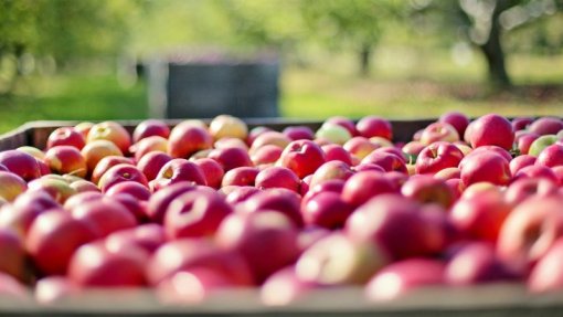 Projeto Mobfood quer responder aos desafios do agroalimentar e tornar setor sustentável
