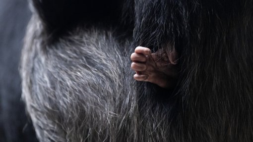 Detetada pela primeira vez lepra em chimpanzés selvagens da Guiné-Bissau e Costa do Marfim - estudo