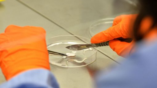 Projeto nacional visa produzir &quot;mini-cérebros&quot; para triagem mais eficiente de fármacos