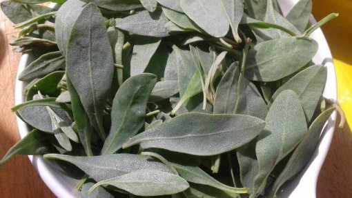 Estudo aponta a beldroega-do-mar como ingrediente alimentar emergente