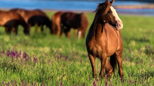 Parlamento recusa possibilidade de cavalos serem animais de companhia