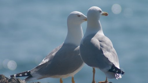 Aplicação informática vai permitir identificar ninhos de gaivotas no Grande Porto