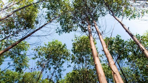 Ministério do Ambiente rejeita intenção de aumentar área de plantação de eucaliptos