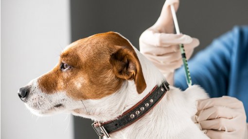 Escassez de vacinas para animais de companhia deve estar normalizada em janeiro - indústria