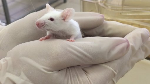 Tecnologia para evitar sofrimento em animais em ensaios científicos vence prémio europeu