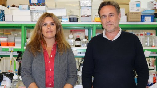 Cientistas de Coimbra dizem que doença de Parkinson pode ter origem no intestino
