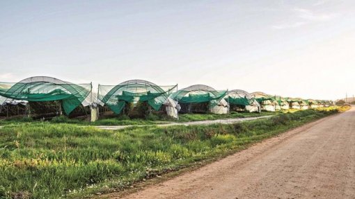 2021: Surtos de covid-19 em Odemira &#039;destapam&#039; abusos laborais de migrantes