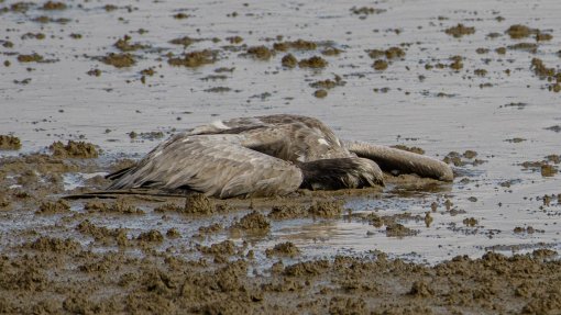 Surto de gripe as aves mata pelo menos 5.200 grous migratórios em Israel