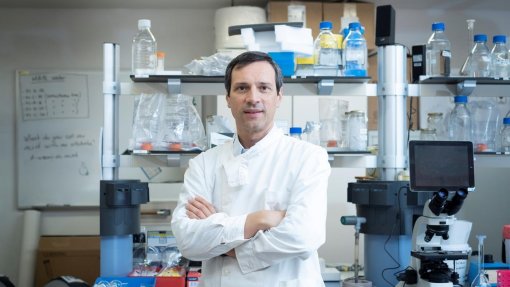 Covid-19: Medidas atuais são “suficientes e equilibradas” – investigador Miguel Castanho