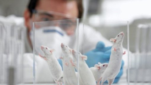 Desvendado mecanismo que permite mamífero regenerar sistema nervoso central após lesão