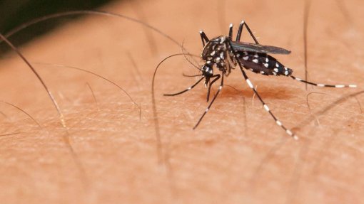 Timor-Leste enfrenta surto de dengue que estica recursos do sistema de saúde