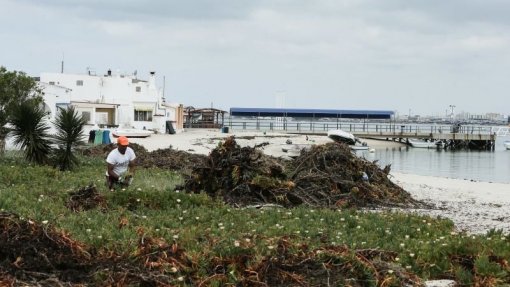 Ambiente avalia projeto de intervenção na ilha da Armona antes de renovar concessão