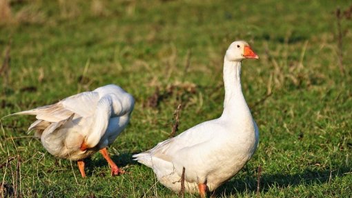 Portugal com novo foco de infeção por gripe das aves em Setúbal – DGAV