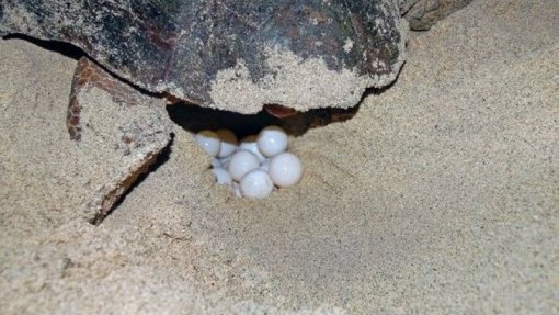Cabo Verde a caminho da liderança mundial da nidificação de tartarugas marinhas
