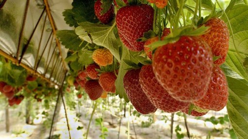 Investigadores querem controlar podridão cinzenta para prolongar vida útil do morango