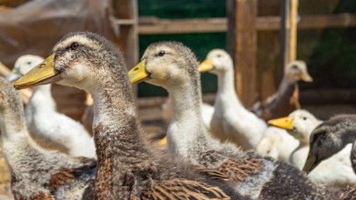 Detetada gripe das aves numa exploração de patos em Torres Vedras