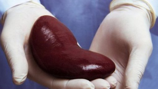 Investigação em Coimbra quer combater escassez de órgãos para transplante renal