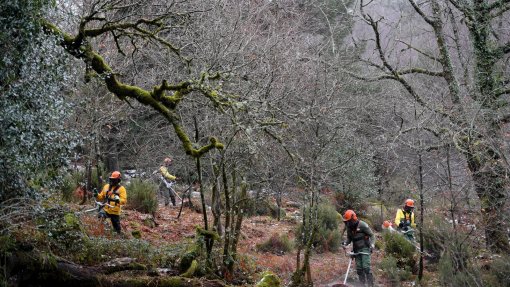 Organizações exigem controlo de espécies invasoras no Parque Nacional Peneda-Gerês