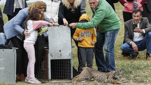 Libertação de linces-ibéricos em Alcoutim alarga área de reintrodução ao Algarve