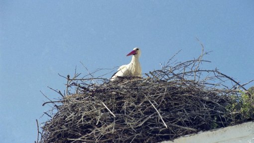 DGAV alerta para “elevado risco” de disseminação da gripe das aves após novo foco