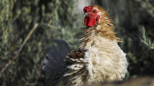 Perto de 230.000 animais abatidos com gripe das aves e produtores não pediram apoios