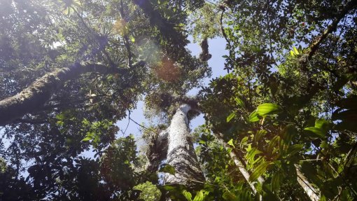 ZERO e Centro PINUS dizem que investimento público em floresta é “insuficiente”