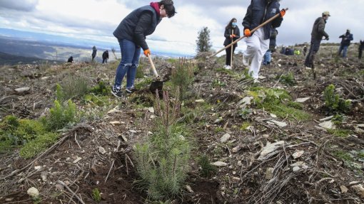 Serra do Açor em Arganil já recebeu meio milhão de árvores