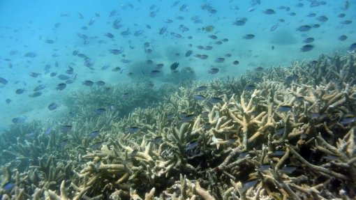 Austrália investe 43 milhões de euros na proteção da Grande Barreira de Coral