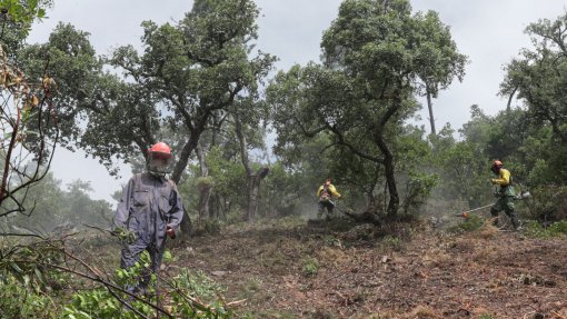 Incêndios: Cerca de 1.000 freguesias identificadas como prioritárias para limpeza de florestas