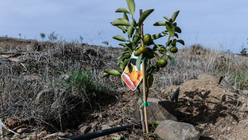 Chuva alivia agricultura algarvia mas situação continua &quot;preocupante&quot;