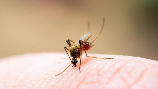 OMS lança plano para prevenir pandemias de doenças transmitidas por mosquitos