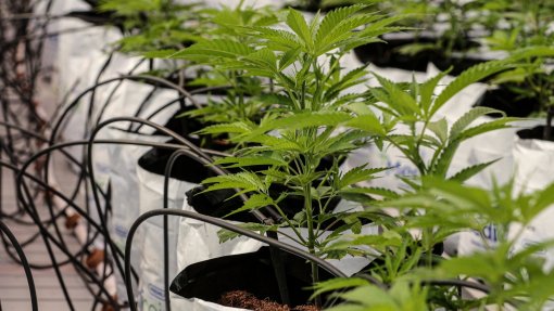 Flowr Corporation vende produtora de canábis medicinal em Sintra e Aljustrel por 32 ME