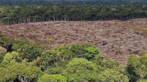 Brasil liderou a perda de florestas tropicais no mundo em 2021, segundo um estudo