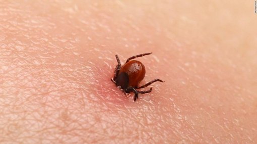 Iraque regista 12 mortos e aumento do número de casos de febre do Congo