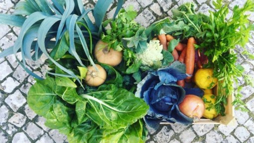 Deco quer famílias numerosas ou com quebra de rendimentos com apoio de 60 euros para cabaz alimentar