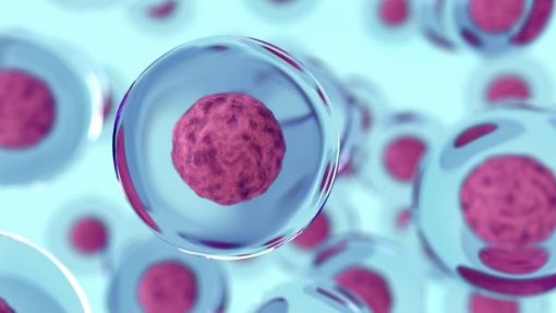 Investigadores descobrem proteína responsável pelo desenvolvimento das células T