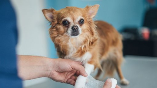 Produto regenerador para feridas em cães e gatos vence concurso de ideias da UTAD