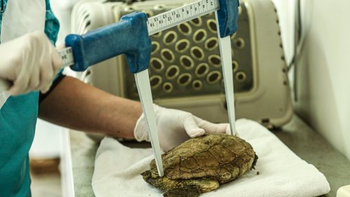 Oceanos: Porto d&#039;Abrigo do Zoomarine é há 20 anos o hospital veterinário aquático do Algarve