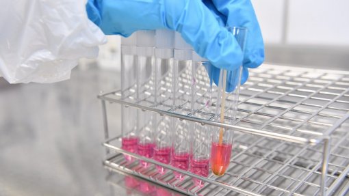 Descobertas células que potenciam reconstrução de órgão essencial do sistema imunológico