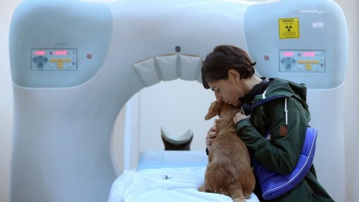 Investigadores lançam &#039;site&#039; para proprietários de animais de companhia com cancro