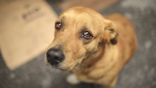 Provedora espera até final do ano criação de Sistema Nacional de Saúde para animais