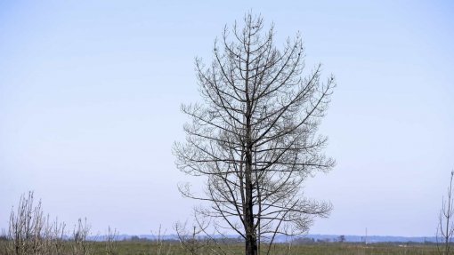 Quercus e Olivicultores de Murça lançam campanha de reflorestação