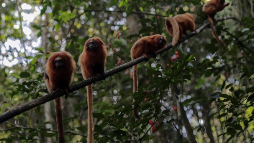 Monkeypox: OMS lamenta ataques contra primatas no Brasil